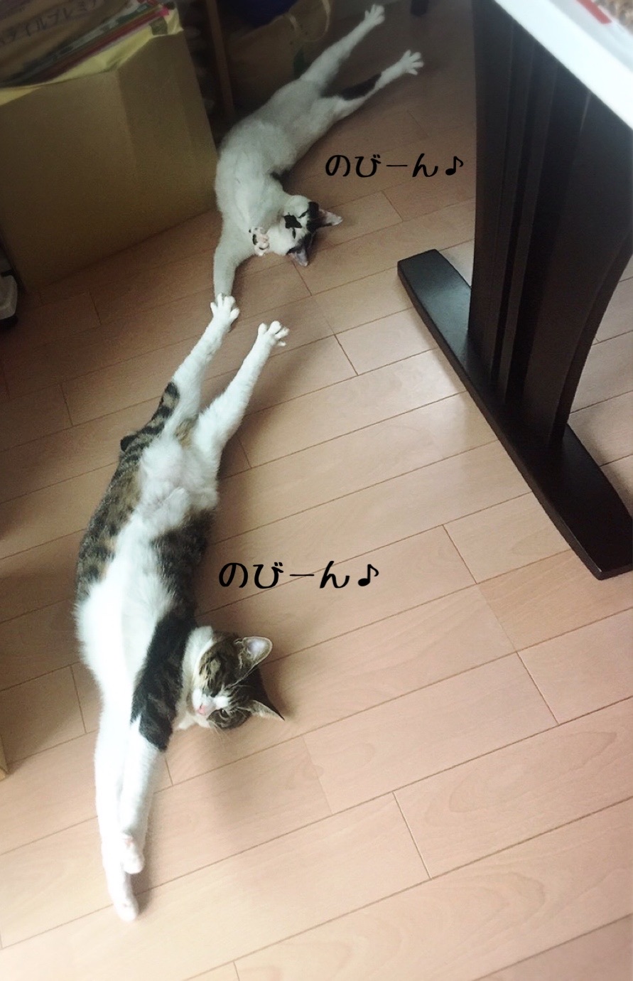 ねこ